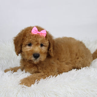 Dasmine - Available Now