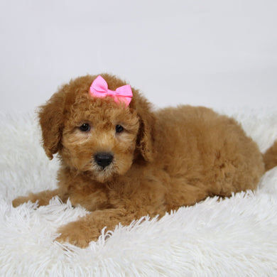 Dasmine - Available Now