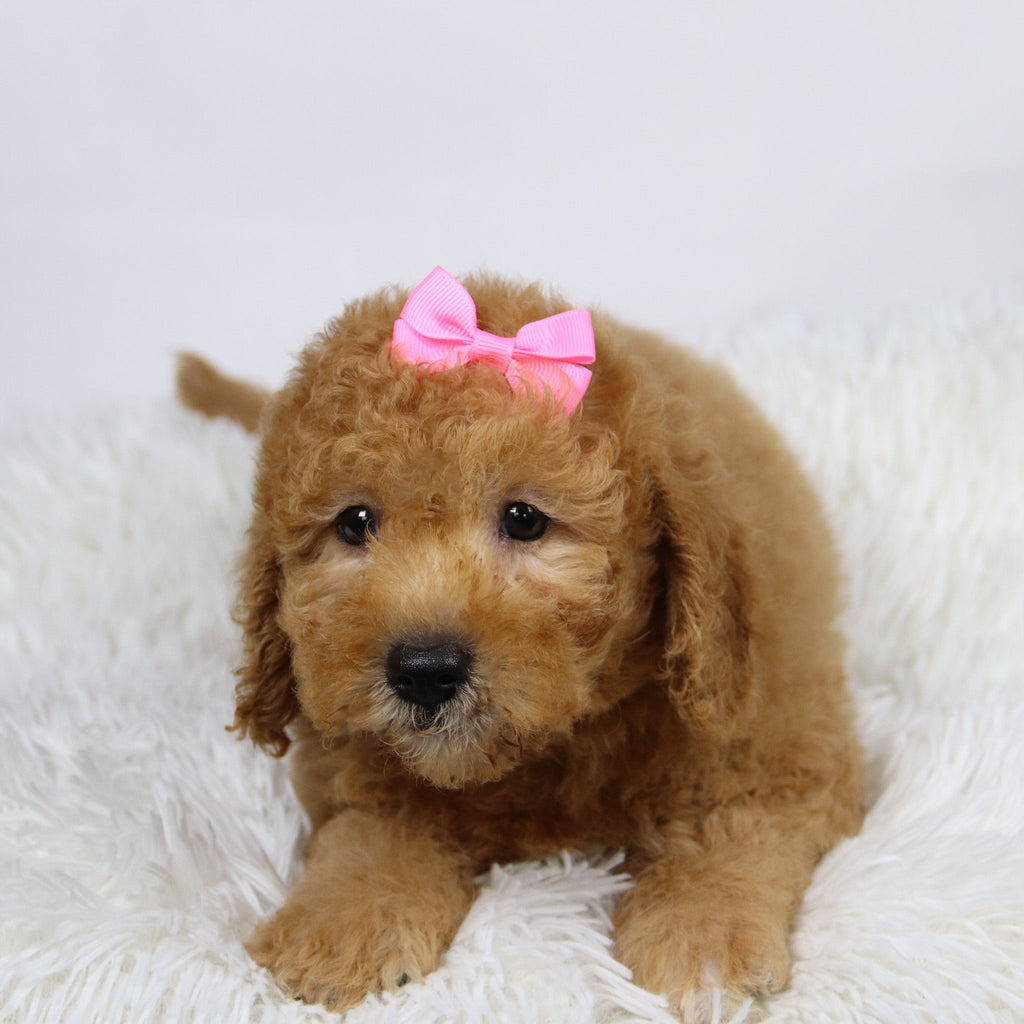 Dasmine - Available Now