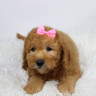 Dasmine - Available Now