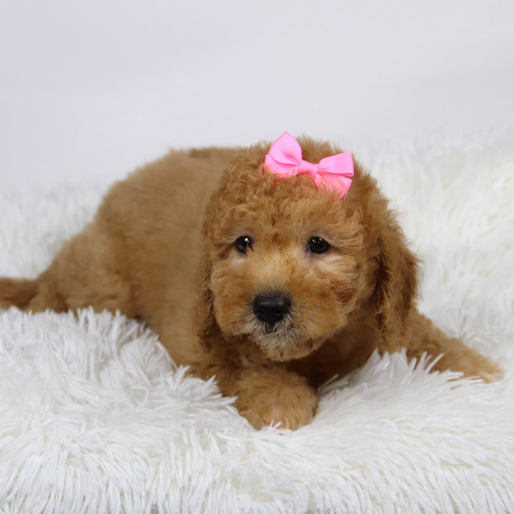 Dasmine - Available Now