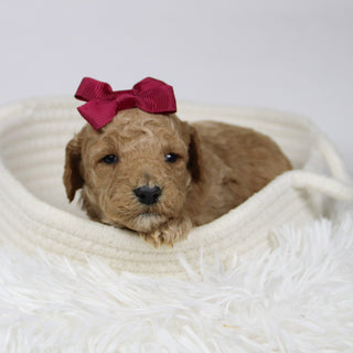 Ciara - Available 12/17