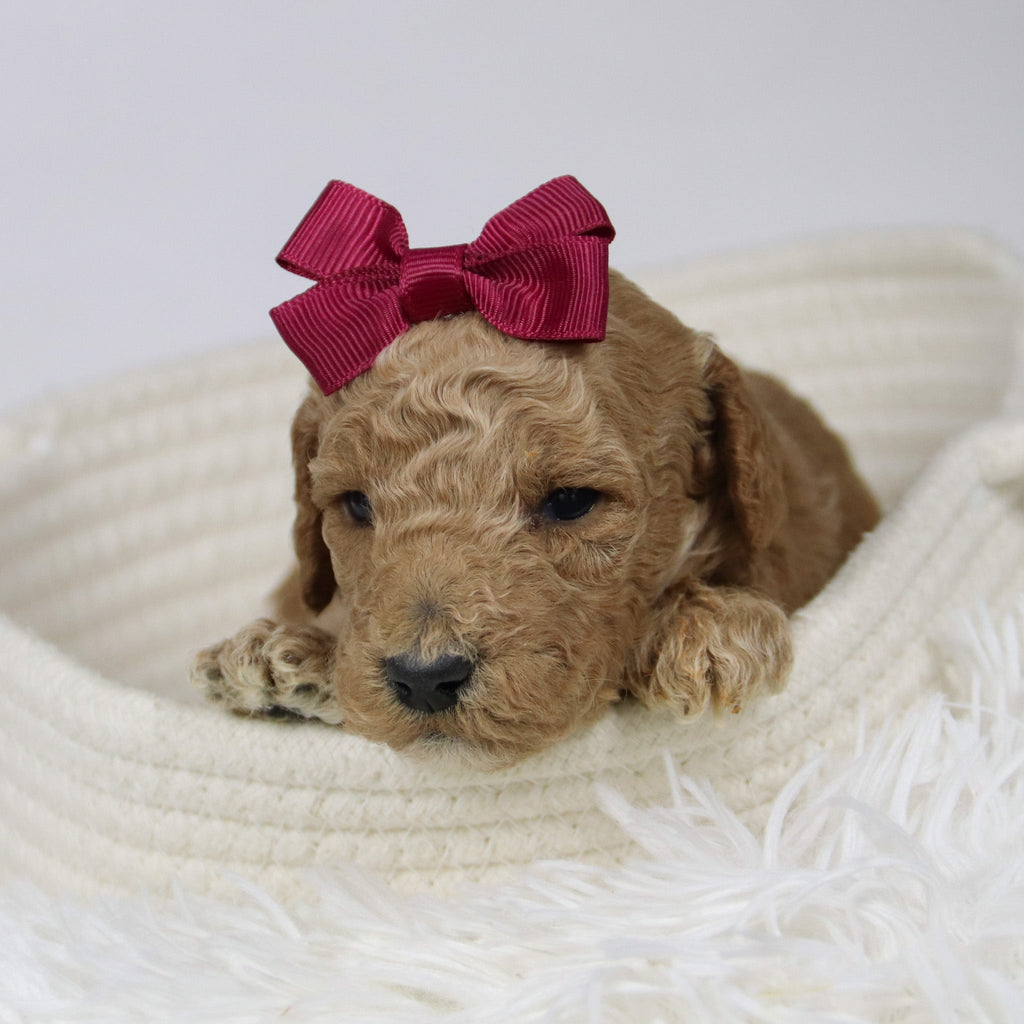 Ciara - Available 12/17