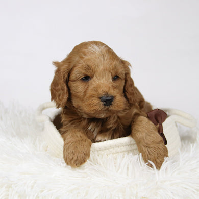 Zacharias - Available 12/17