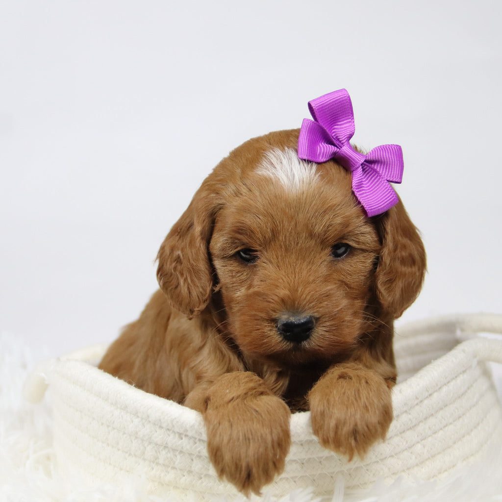 Doris - Available 12/17