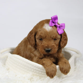 Doris - Available 12/17