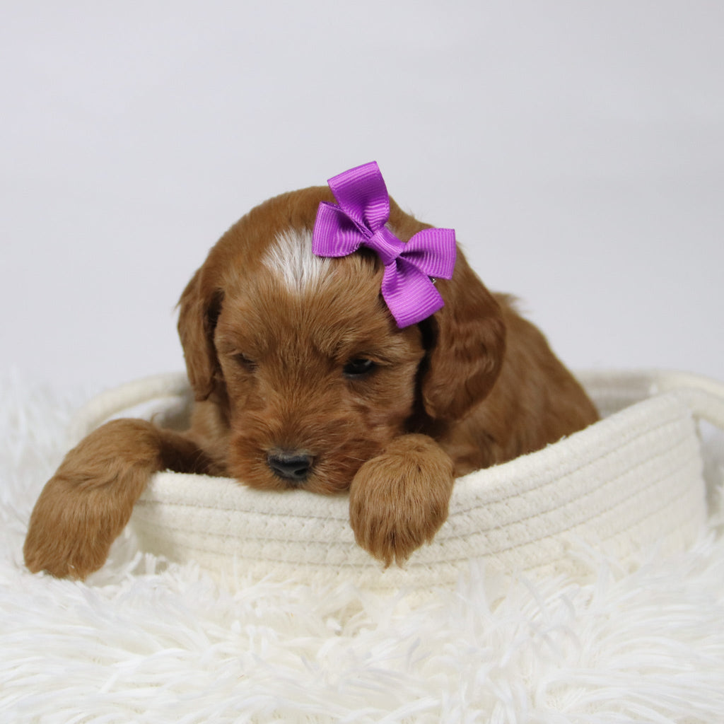 Doris - Available 12/17