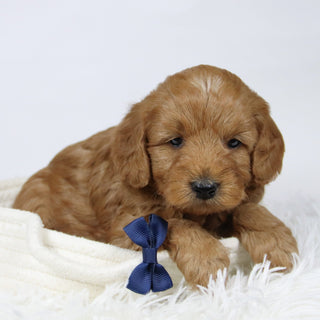 Gareth - Available 12/17