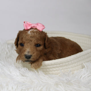 Briana - Available 12/17