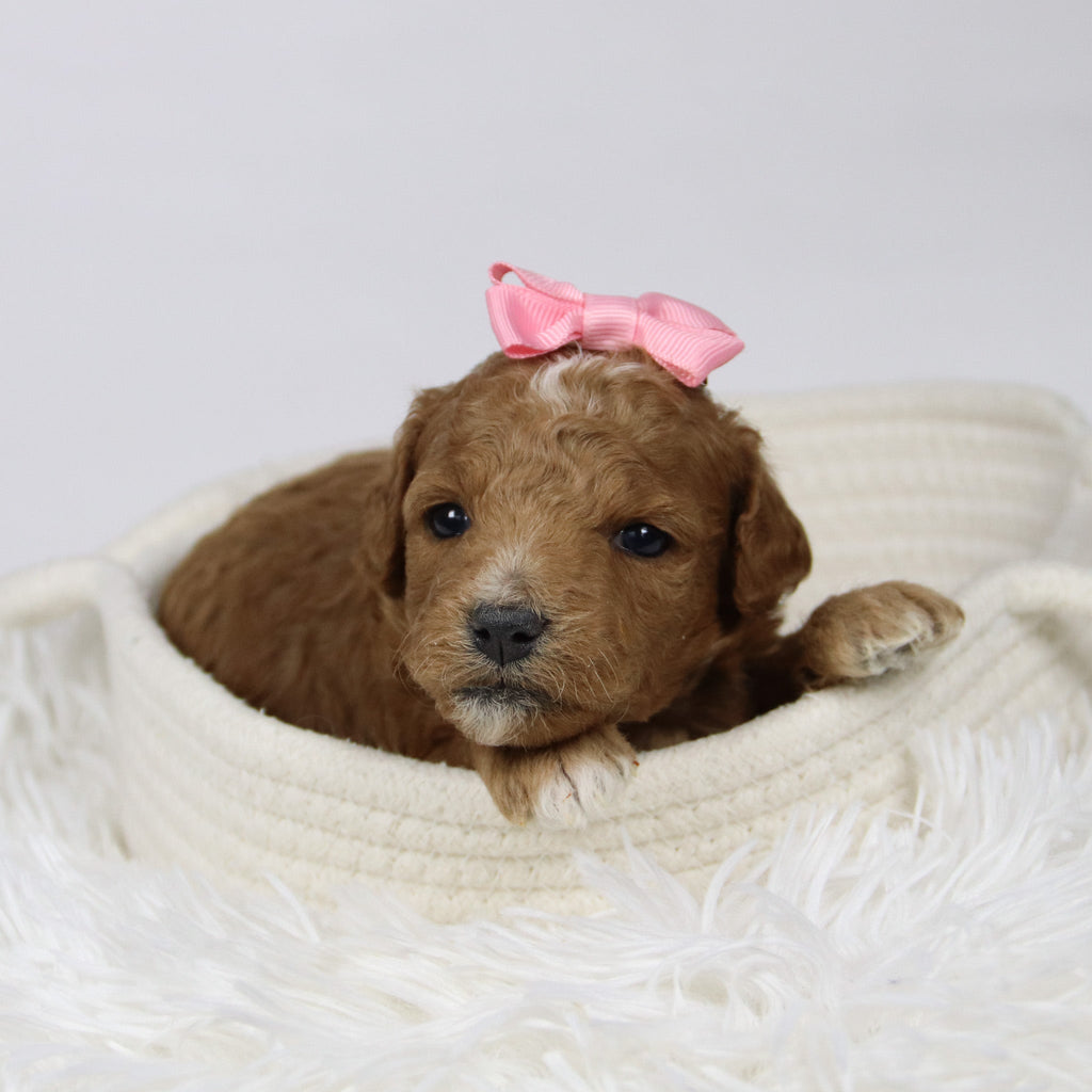 Briana - Available 12/17