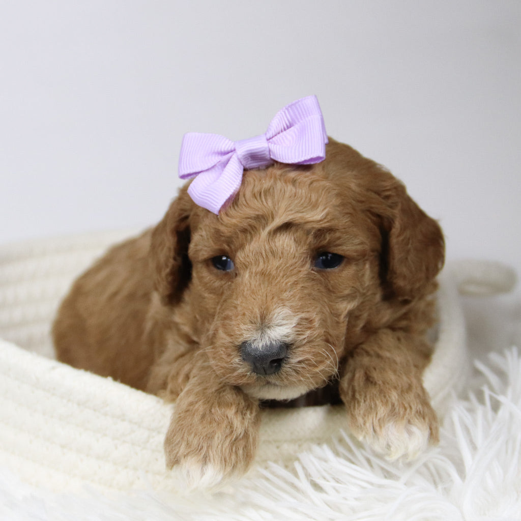 Fiona - Available 12/17