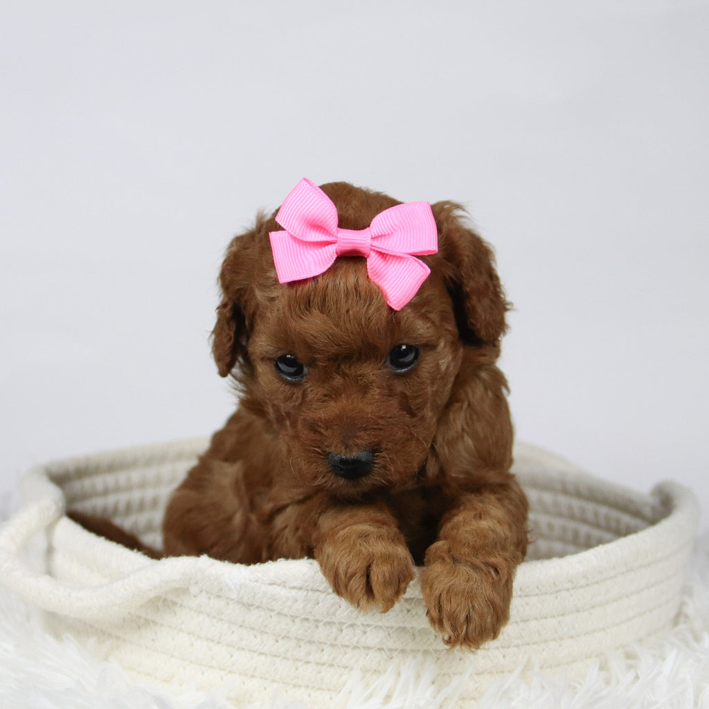 Beth - Available 12/17