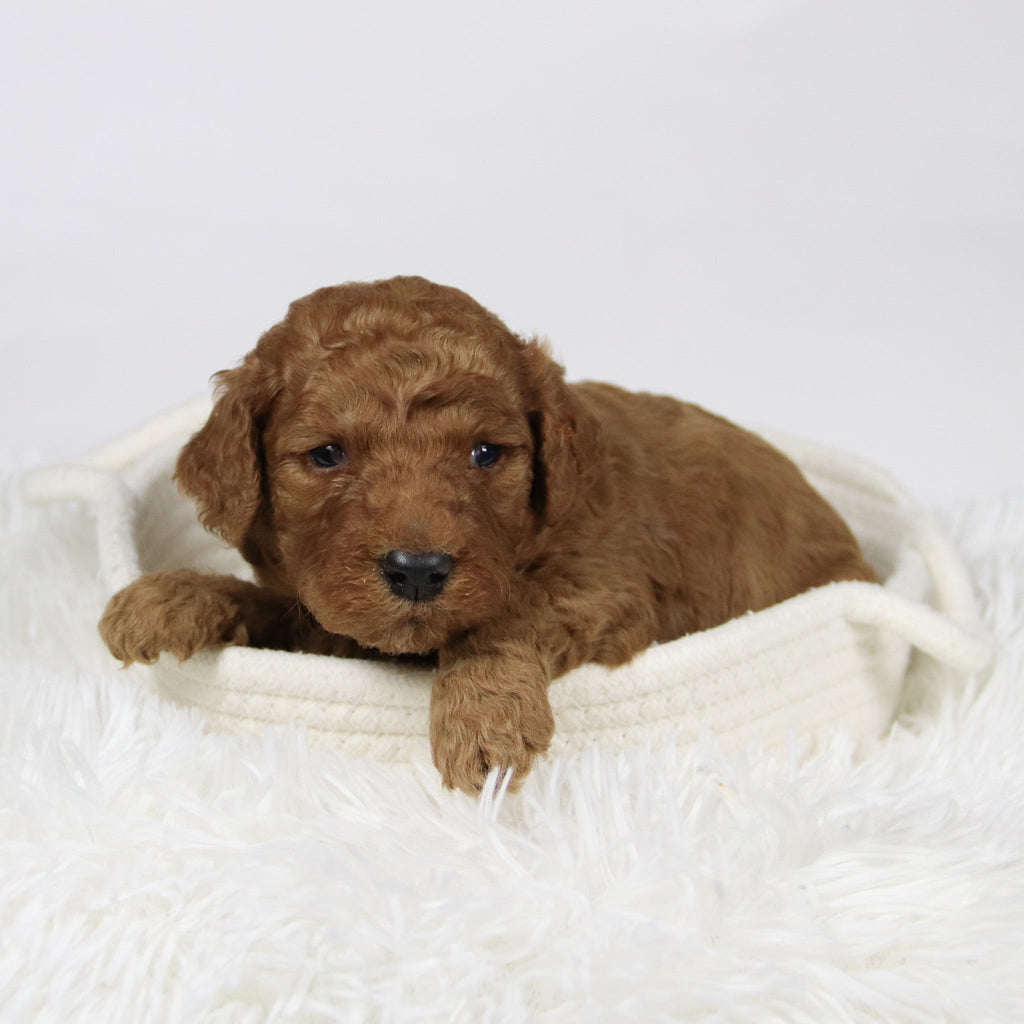 Philip - Available 12/17