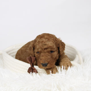 Philip - Available 12/17