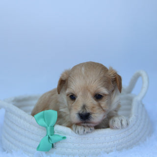 Herb - Available 10/7