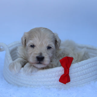 Choco - Available 10/7