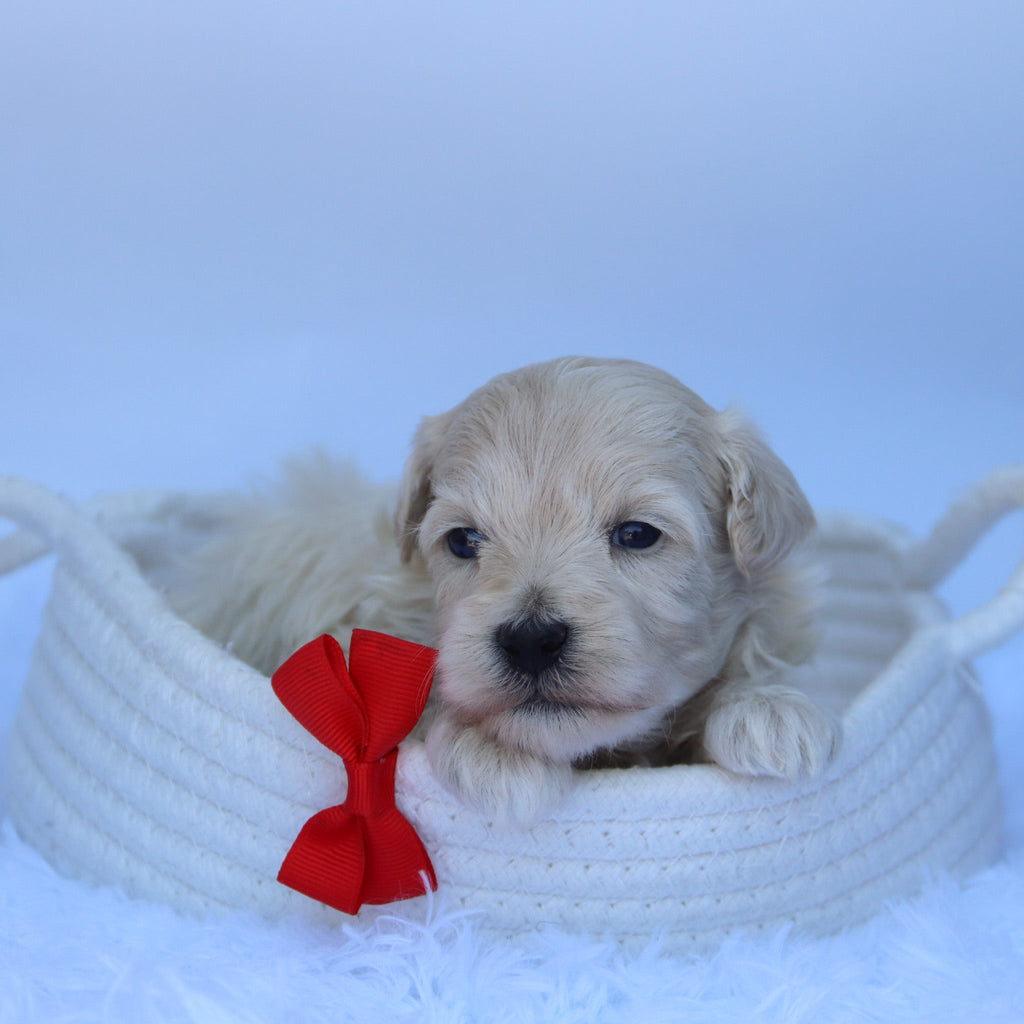 Choco - Available 10/7
