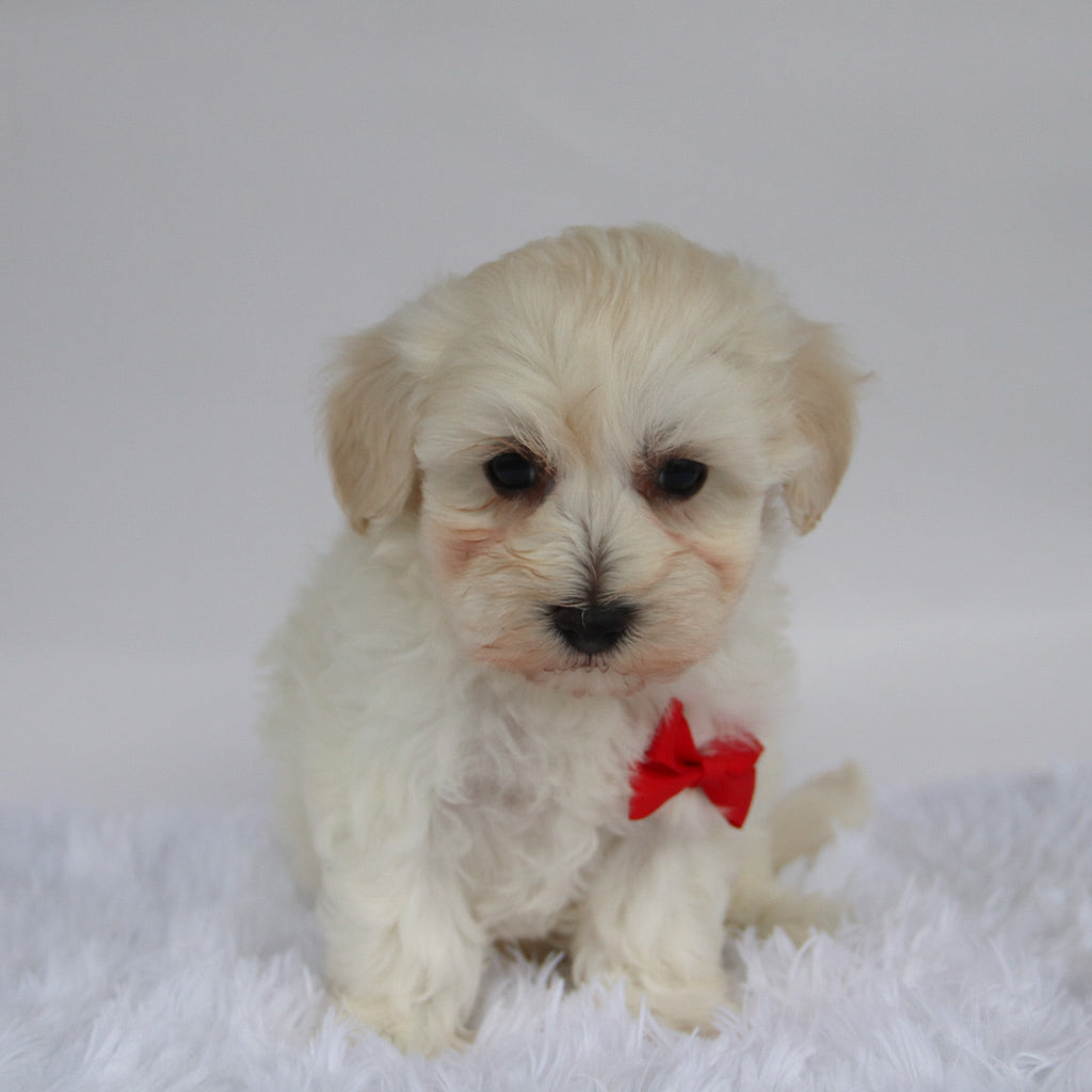 Orwell - Available Now