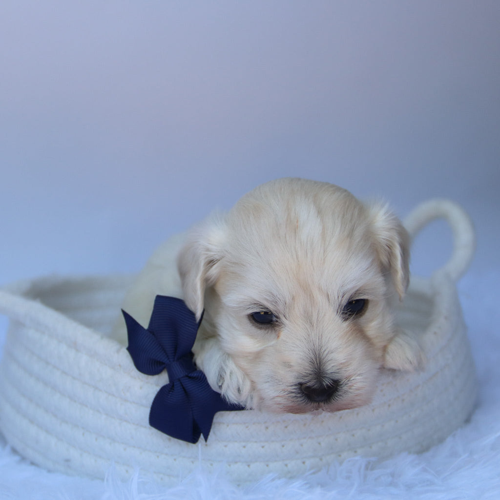 Orwell - Available Now