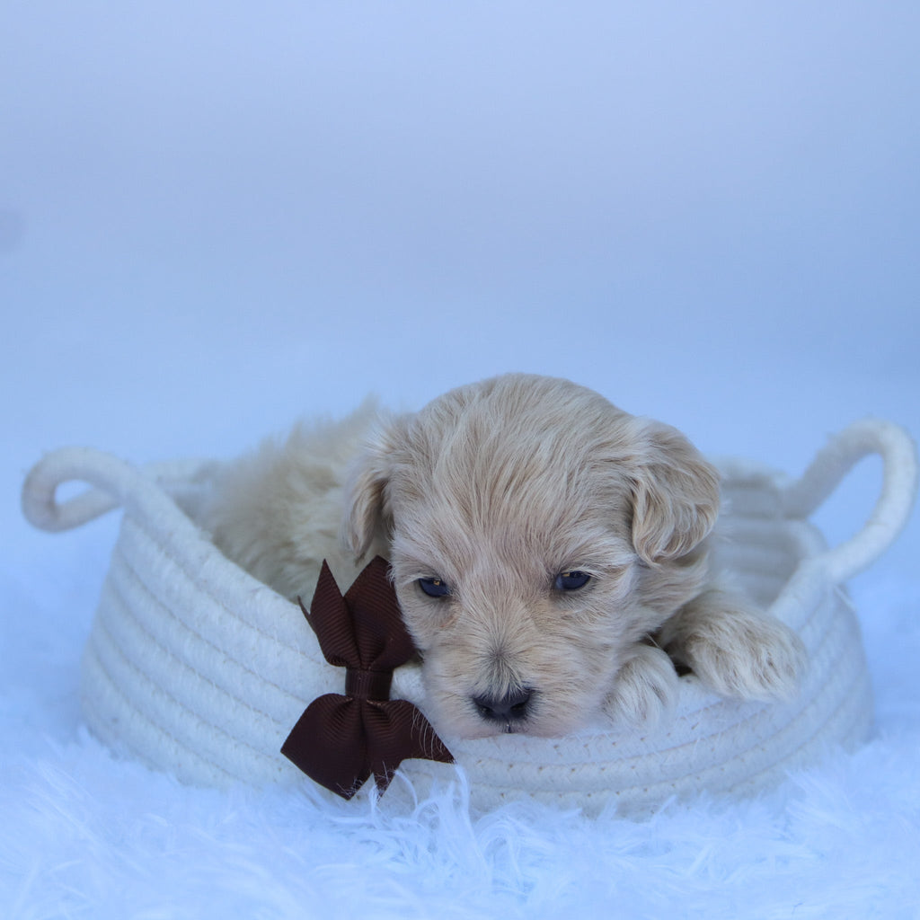 Freddy - Available 10/9