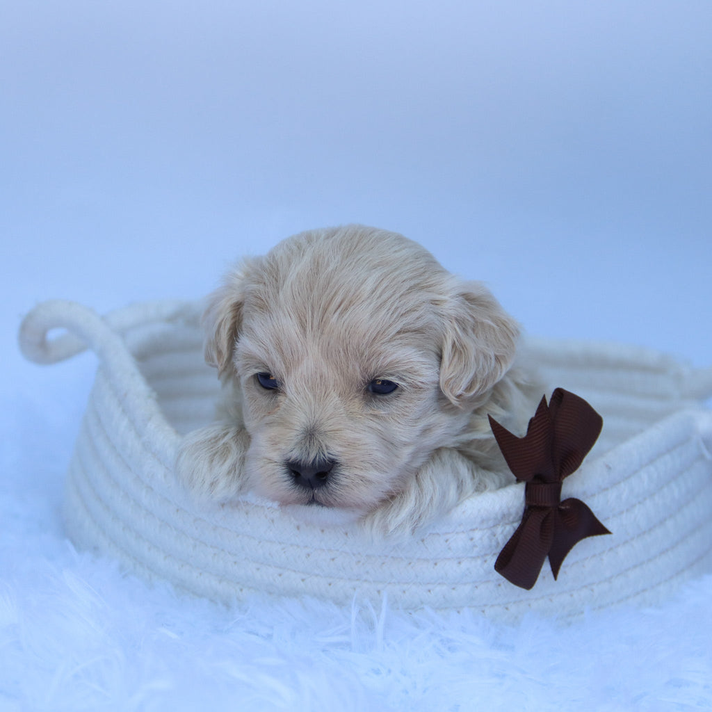 Freddy - Available 10/9