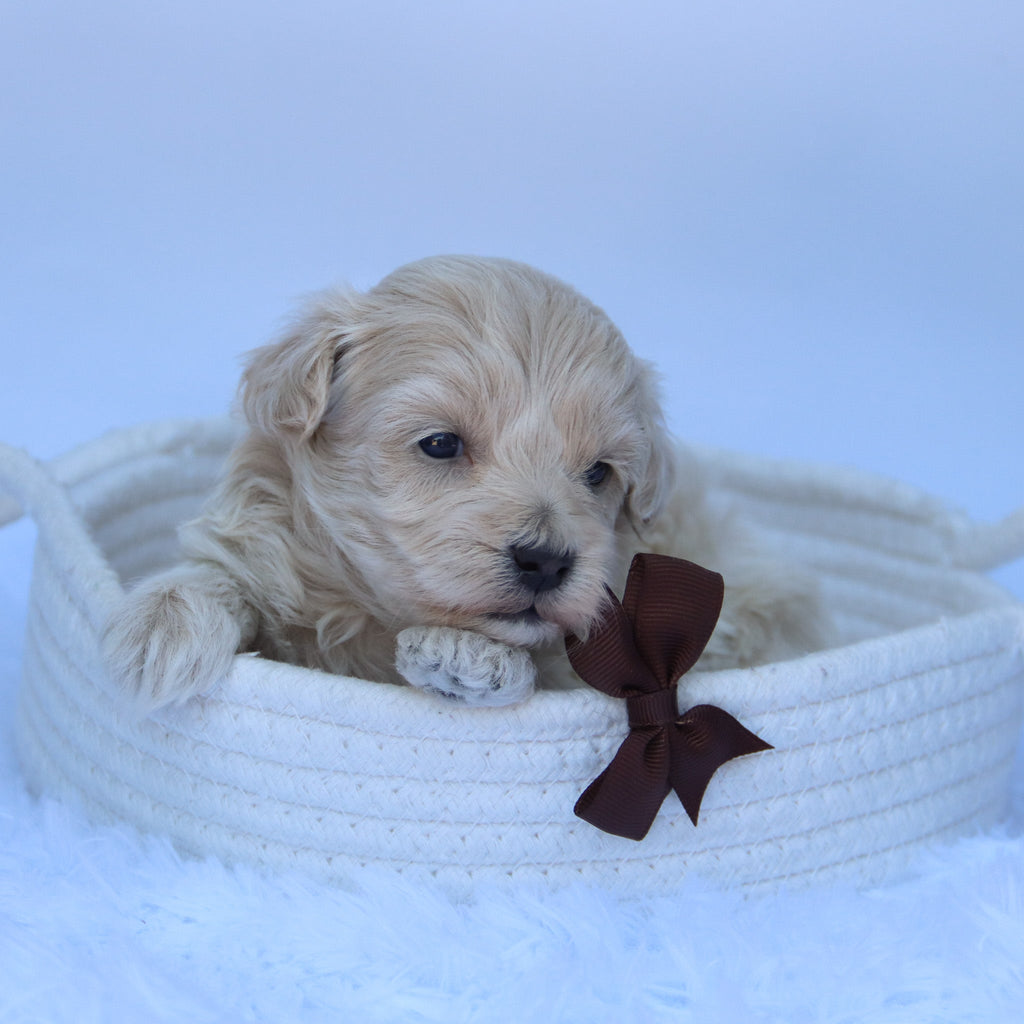 Freddy - Available 10/7