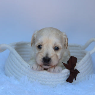 Saul - Available 10/7