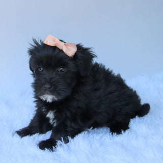 Jess - Available 7/23