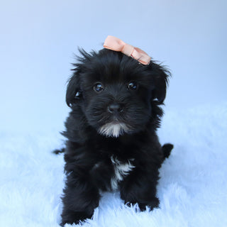 Jess - Available 7/23
