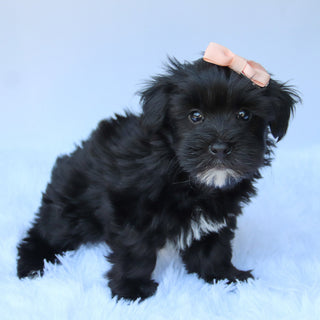 Jess - Available 7/23