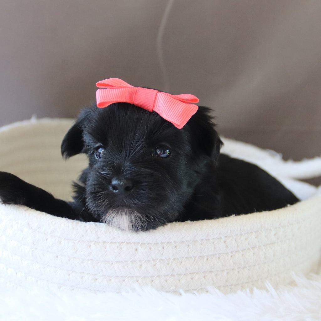 Jess - Available 7/23