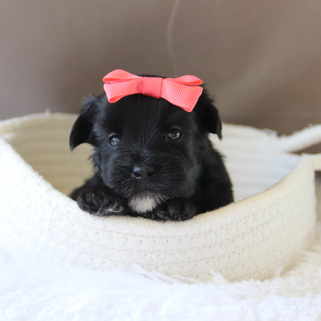 Jess - Available 7/23