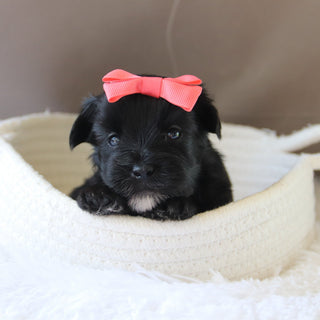 Jess - Available 7/23