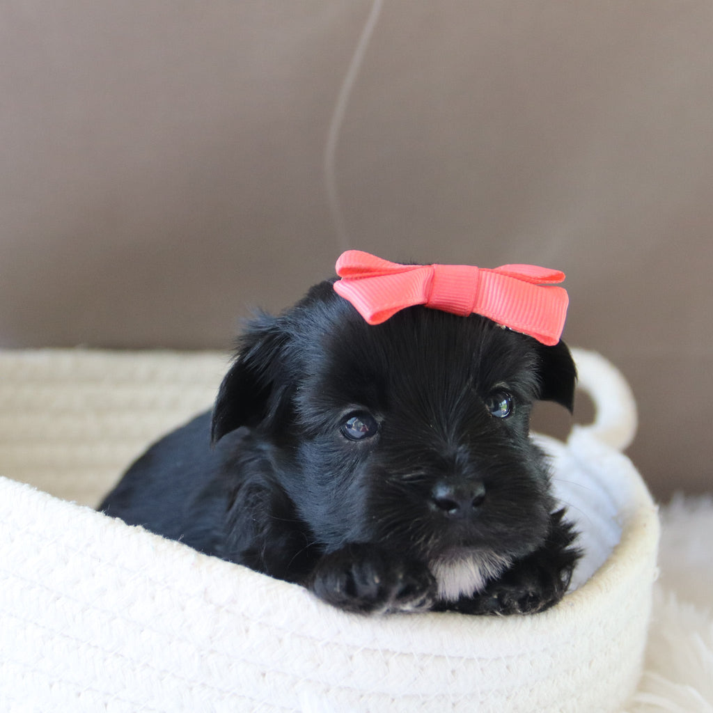 Jess - Available 7/23