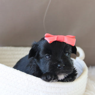 Jess - Available 7/23