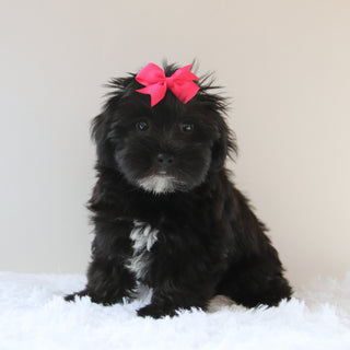 Jess - Available 7/23