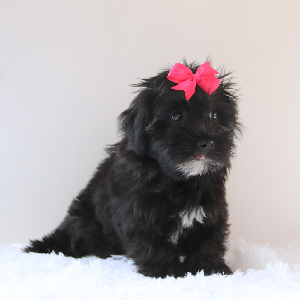 Jess - Available 7/23