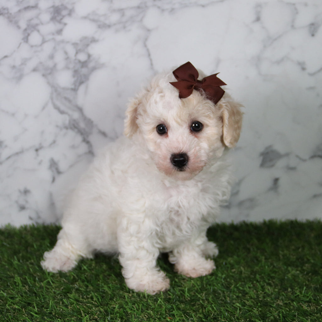 Hazel - Available 5/21