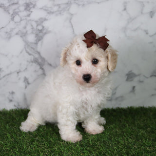 Hazel - Available 5/21