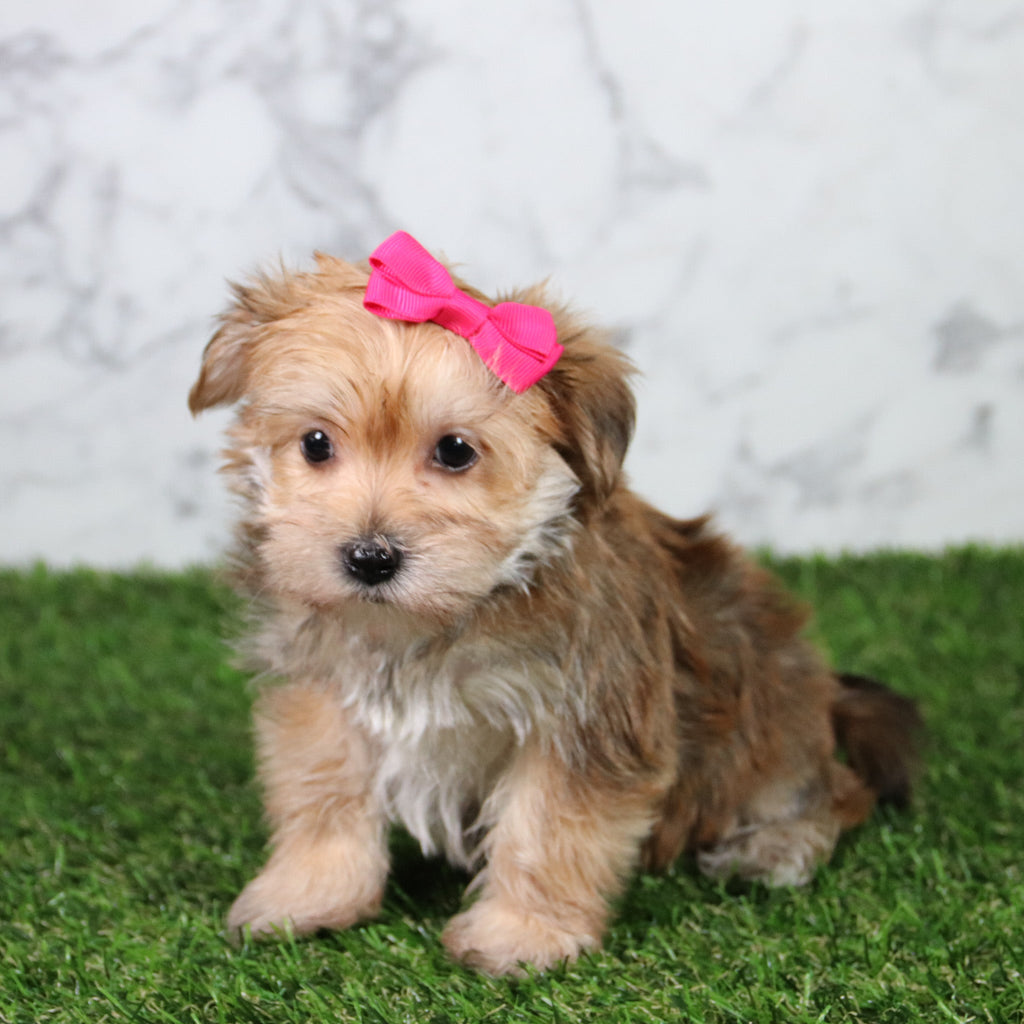 Blossom - Available 5/21
