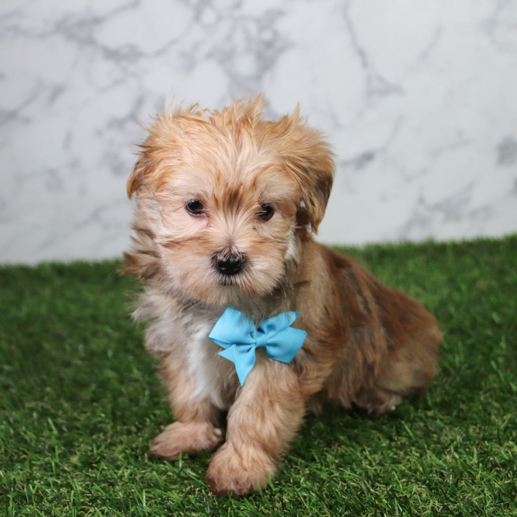 Bobo - Available 5/21
