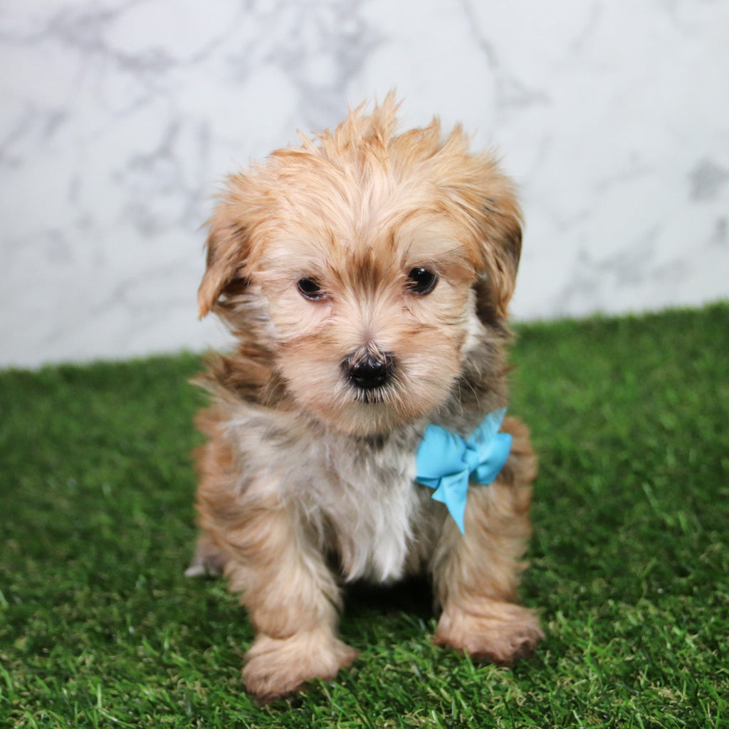 Bobo - Available 5/21