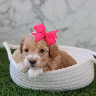 Betsy - Available 5/28