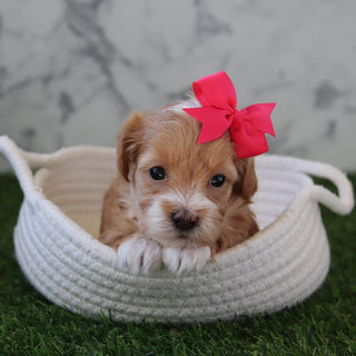 Betsy - Available 5/28