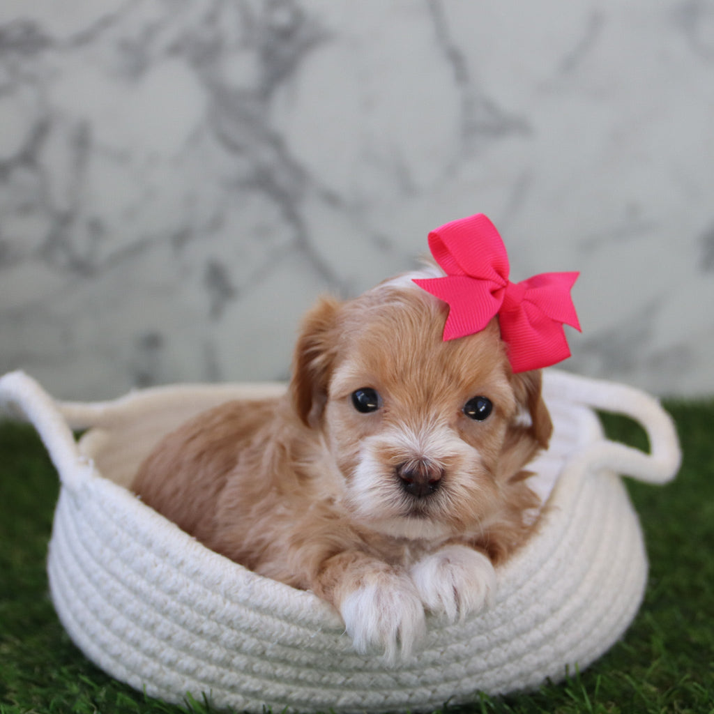 Betsy - Available 5/28