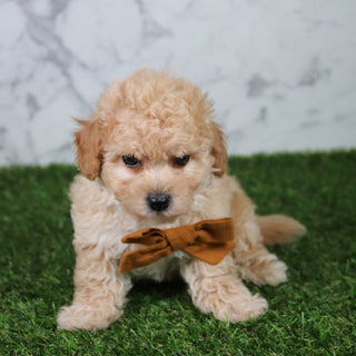 Copper - Available 5/21