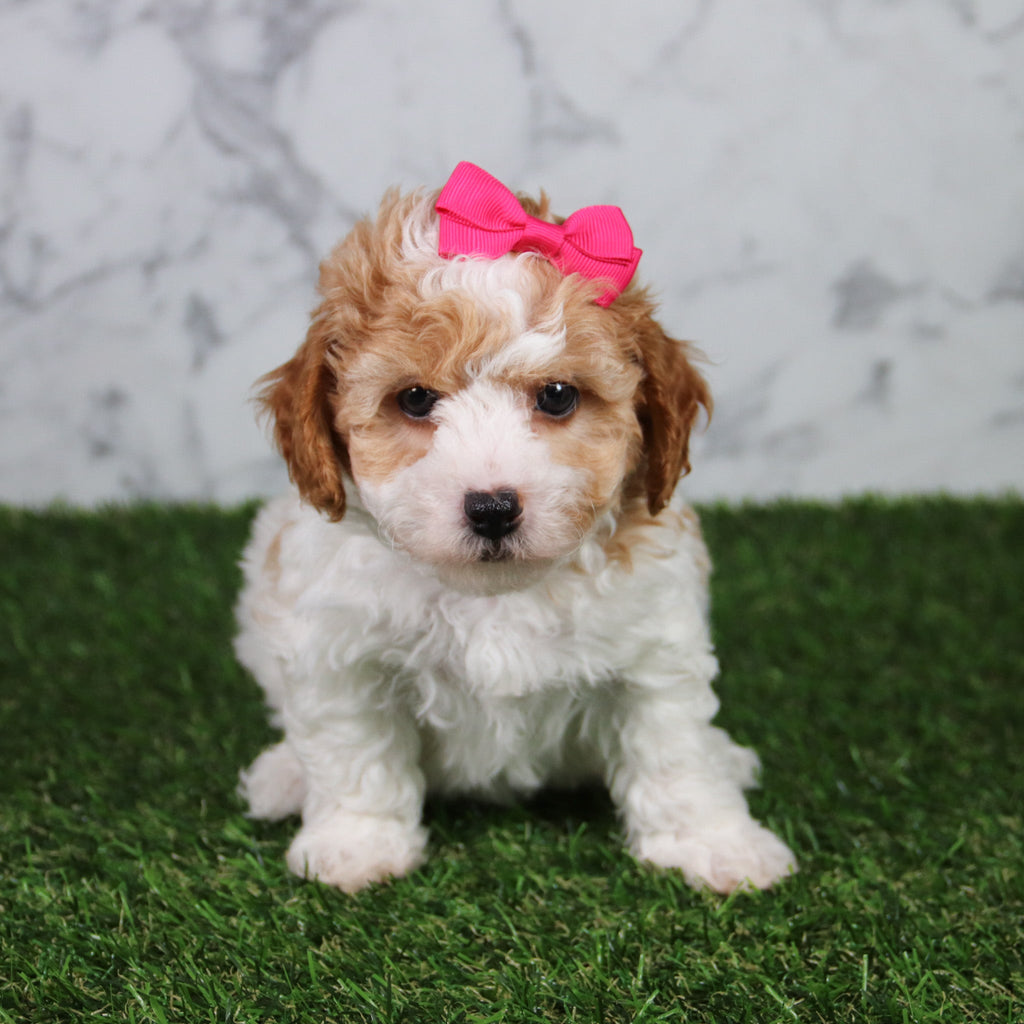 Skylar - Available 5/21