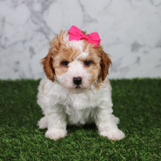 Skylar - Available 5/21