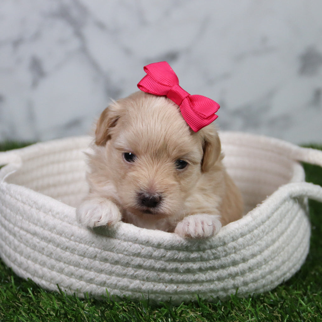 Cindy - Available 6/11