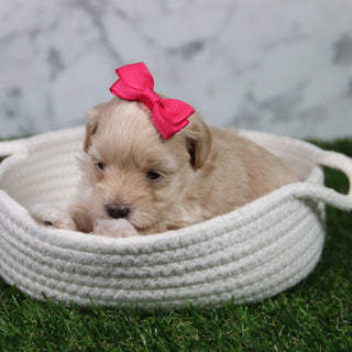 Cindy - Available 6/11